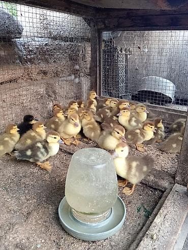 satdig quslar: Lal ördək balaları.Tam saglamdirlar,real alicilar qeyd olunan nomre — 2