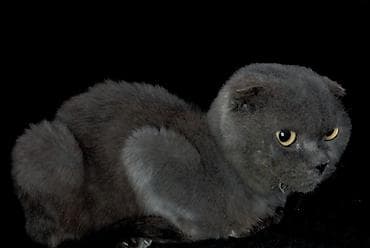 Bıçaqlar: Şotland yastı qulaq, Dişi, Yaxşı əllərə, Ünvandan götürmə — 4