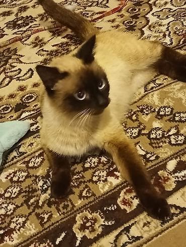 şotland dişi: Siam, Dişi, Ünvandan götürmə — 1