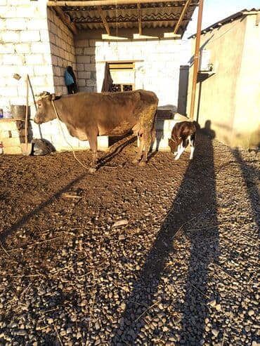 balaca dana: 3 cü balasıdı təzə doğub balası erkəkdi südü 3 döşünnən 7.8 litir — 1