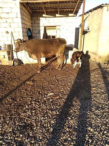 balaca dana: Təzə doğub 3 cü balasıdı erkəkdi südü 3 döşünnən 7.8 litir — 2