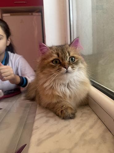 pişik haqqında məlumat: Qızıl şinşilla, Dişi, Yaxşı əllərə, Ünvandan götürmə — 3
