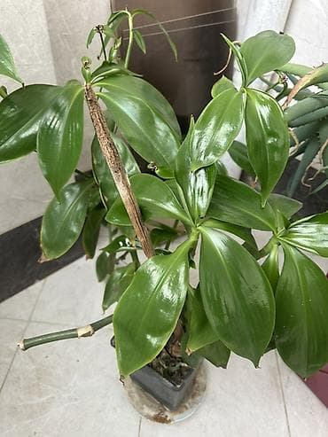 Indoor tropik dekorativ bitki – parlaq yaşıl, iri, elliptik