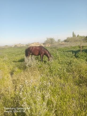 pony atlar: Erkək, il: 5, Ünvandan götürmə — 8