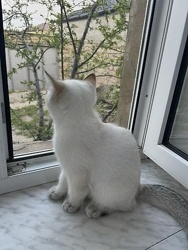 pişik baytarı: Şinşilla — 4