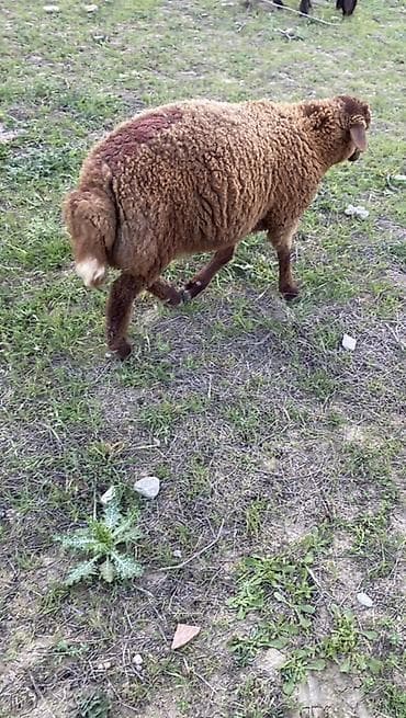 mal bazari: Erkey quzu — 1