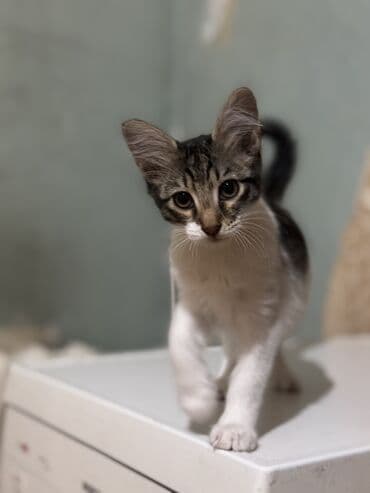 bala pişik adları: Dişi, Yaxşı əllərə — 2