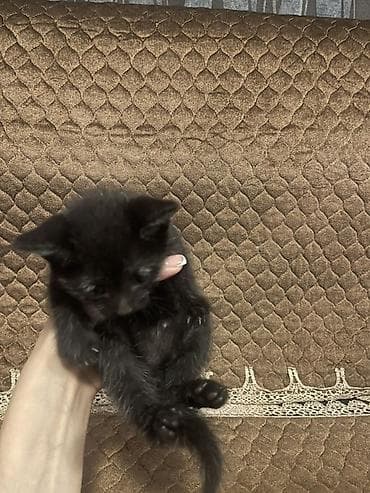 pisik aliram: Yaxşı əllərə — 5