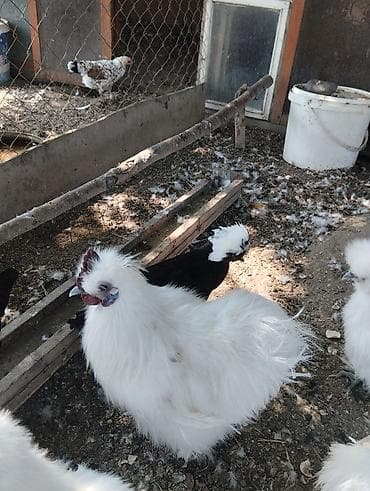 qefes: Toyuq, Damazlıq, Ödənişli çatdırılma, Ünvandan götürmə — 5