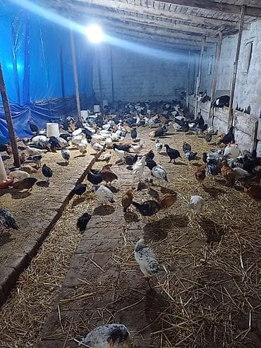 Digər qida məhsulları: Kənd toyuğu Chicken Bütöv — 8