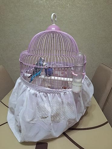 ev quş: 2 papuqay ve boyuk qefesi ile birlikde satilir, qalan yemi de ustunde — 3