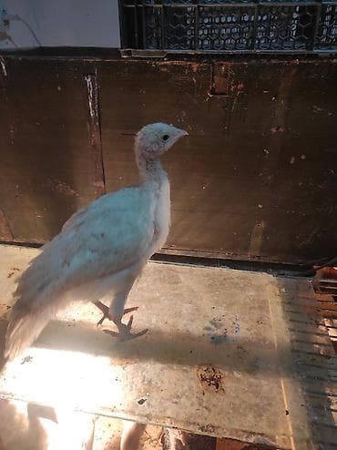 Другие с/х животные: 1 aylıq Amerikan bronz Hinduşka satılır 15 ədəddi 1 ədədi 10 azn — 2