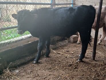 simmental inək cinsi: Məhsul: Dana (gənc iribuynuzlu heyvanlar) Təsvir: - Şəkillərdə bir — 2