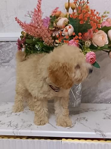 it sahiblendirilir: Pudel, 2 ay, Erkek, Peyvəndli, Ünvandan götürmə — 2