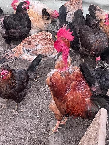 qurdbasar iti satisi: Toyuq, Damazlıq — 2