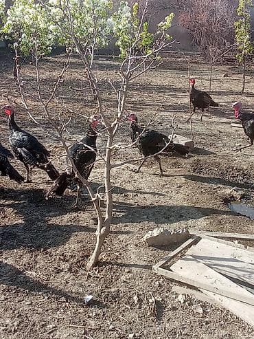 etlik inek cinsleri: Erkək, Ətlik — 2