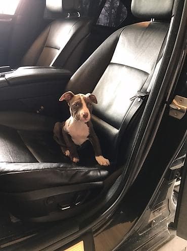 ucuz pisikler: Pitbul, 2 ay, Dişi, Peyvəndli, Rayonlara çatdırılma — 1