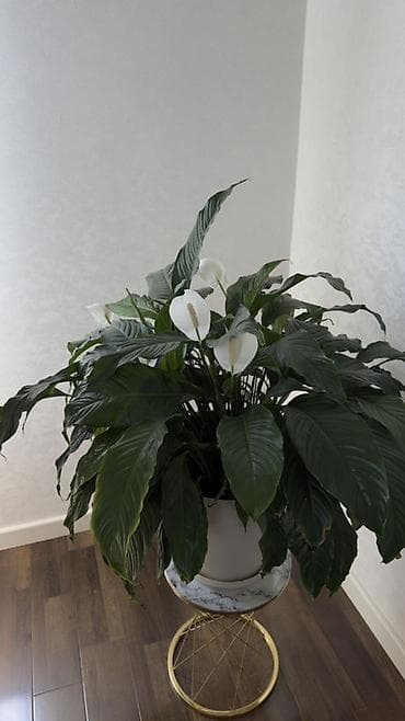 pelarqoniya bitkisi: Spathiphyllum (Sülh zanbağı) – böyük, sıx yarpaqlı, dekorativ otaq — 5