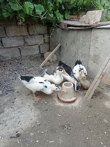 qirqovul balasi satilir: Satılır: ördək balaları (mixək/misk ördəyi tipli, ağ-qara və boz rəng — 2