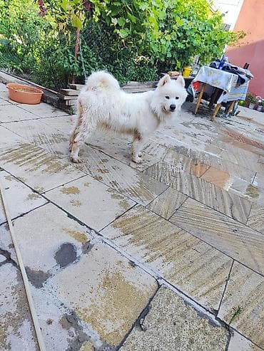 mini itler: Samoyed — 1