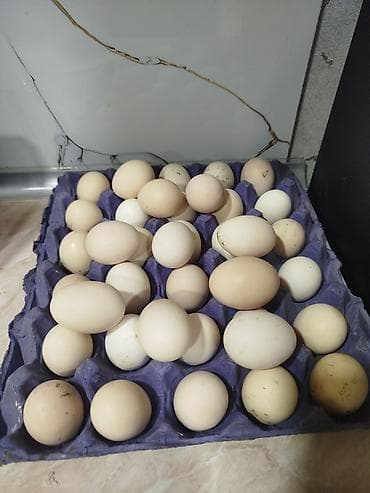 Продукты питания: Serebirst toyuq yumurtlari — 1