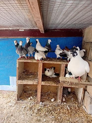 turnik qiymetleri: Quşlar. Bir yerdə 250 manat. Qiymət sondur — 3