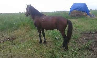 Inəklər, öküzlər: Digər kənd təsərrüfatı heyvanları — 4