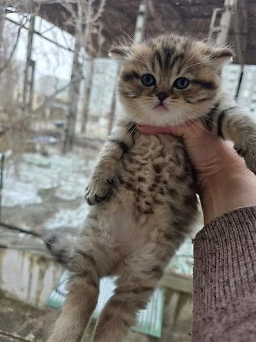 gold pisik: Şinşilla, Erkək — 1