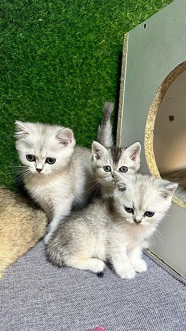 pişik pers: Британская — 8