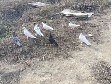 домик для собаки: Məhsul: ev göyərçinləri hamısı birlikdə satılır 80 AZN Uçan Quşlar — 1