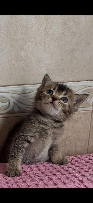 bichon frise: Qızıl şinşilla, Erkək, Dişi, Yaxşı əllərə, Ünvandan götürmə, Ödənişli çatdırılma — 4