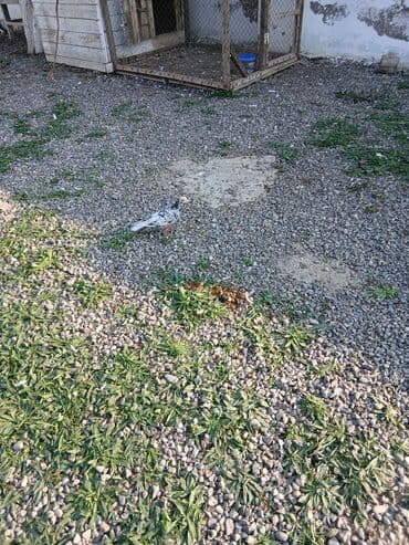 Pişiklər: Əbrəş erkəy ucşna cavdehəm Təsvir: - Rəng: ağ-zolaqlı/ala xallı — 3