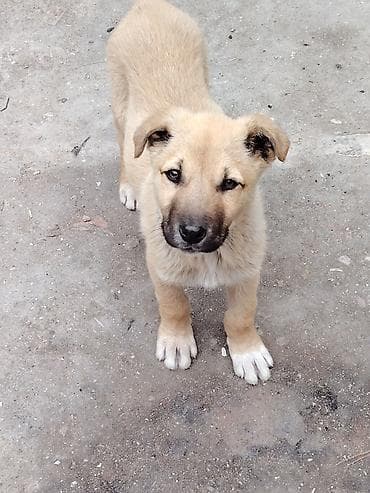 heyvan yemi: Balaca it balası – qum rəngində tüklü, qara burnu və ağ corablı — 3