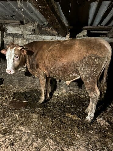 cins inekler: Самец, лет: 1, 100110 кг, Для разведения, Самовывоз — 23