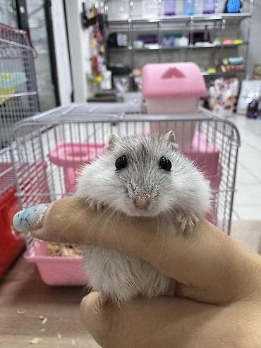 İtlər: Her nov hamsterler yanliz bizde istenileni getiririk elde olan — 3