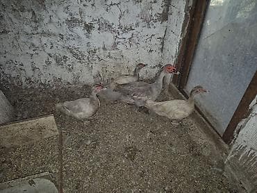 tutu quşu: Satılır. Mirvari 3 dişi Lavanda 1 erkək — 2