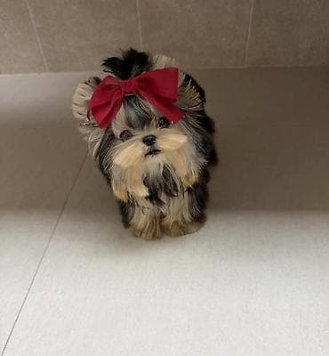 Pudel, 2 ay, Sənədli lalafo.az -da Pudel, 2 ay, Sənədli