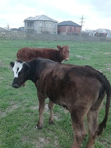 dana erkek: Dana, buzov, Dişi, ay: 10, Ətlik, Ünvandan götürmə, Ödənişli çatdırılma — 10