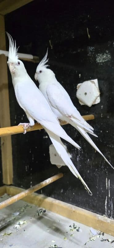 Albinos. 10 ayliq cut el quwlaridi cutlewirler Qiymete gore zeng