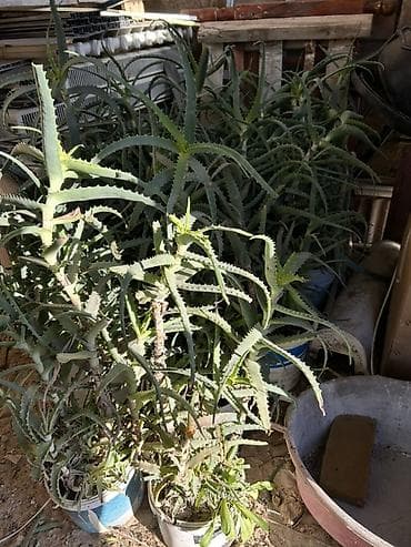 Gübrələr: Aloe vera 10illik bitki — 2
