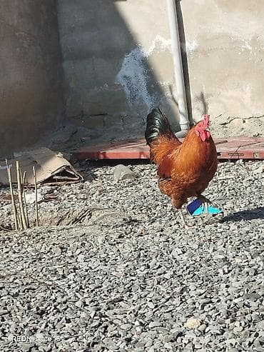 en ucuz at: Salam 10 aylıq sağlam kənd xoruzudur. Həyətdə başqa xoruzlarla yola — 6