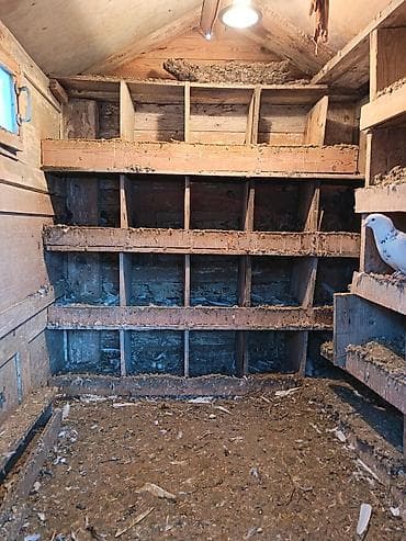 tutuquşu qiymetleri: Quwdarı satmışam yuvanıda satıram qiymet sondu mownuda yiğlma damdı — 4