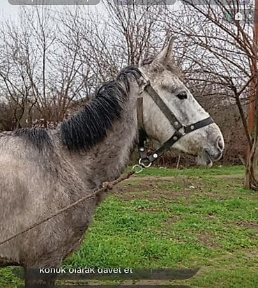 cücə və xoruz təmsil: Dişi, il: 3 — 4