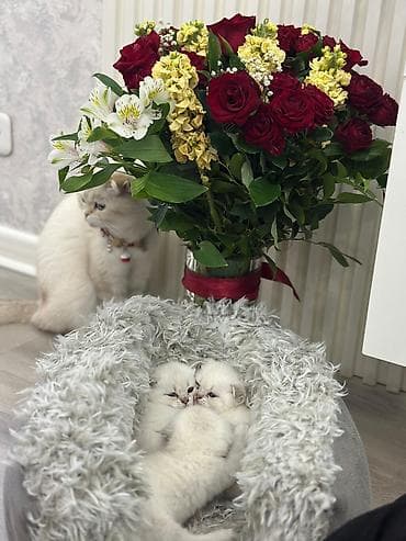 pisik yuvalari: Britan, Yaxşı əllərə, Ödənişli çatdırılma — 2