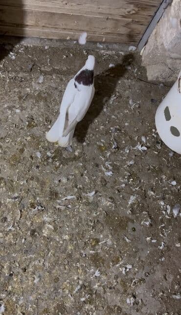 Qirmizi boyun şeyka ərkəy heyvan uçuşlu heyvandir satilir telcili pul lalafo.az -da Qirmizi boyun şeyka ərkəy heyvan uçuşlu heyvandir satilir telcili pul