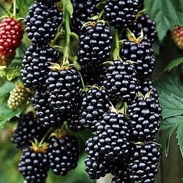 dekorativ agaclarin satisi: Tinglər — 1