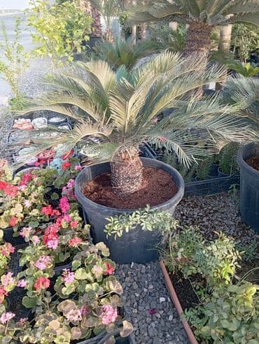 Sifarişlə əl işləri: Agaclar
gubreler guller — 6