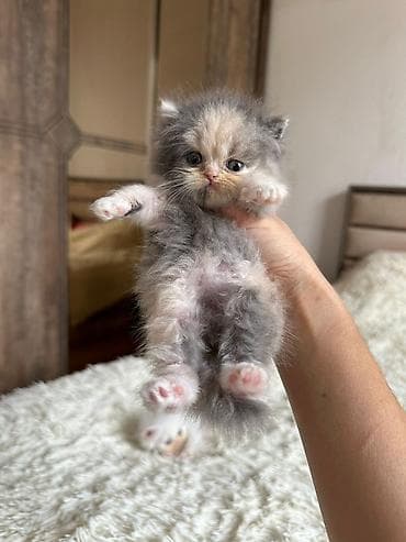 Gəmiricilər: Fars — 3