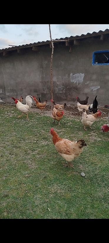 heyrati beceler: Kənd toyuqları satılır. 11 ədəddir, 10 fərə 1 xoruz, təbbi saxlanılan — 3