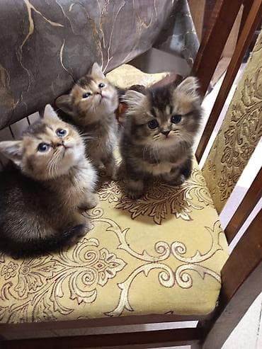 şinşilla: Tabbi — 8